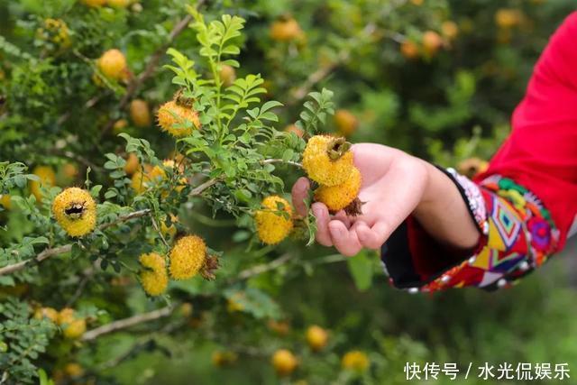 避暑胜地！“地无三尺平”的贵州，藏着一个大草原和一种传奇野果