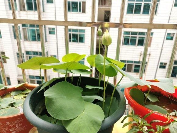 碗莲的养护小细节，做好这3点，叶子又圆又美！