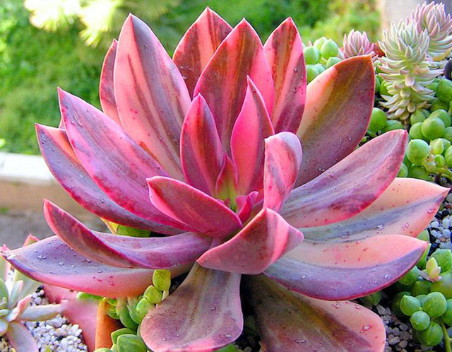 出锦的多肉更漂亮,可惜大多数肉友不知道,做好2点养出锦化多肉