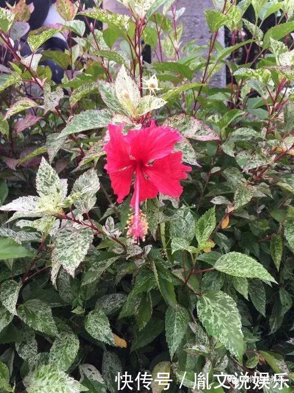 种花|1种花一开就是300多天,好养又漂亮,新手懒人都能养!