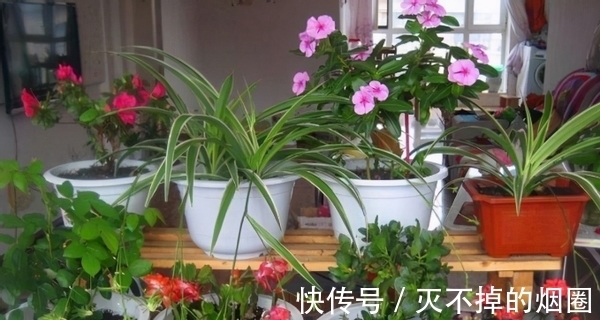 君子兰|善用酒水养叶、酵素壮根、松针松土,养君子兰才能观花赏叶