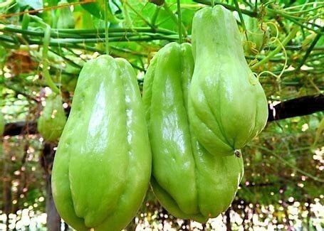 佛手瓜|女人高血压不要慌,常吃此瓜,止咳化痰,降血压,给血管清垃圾!