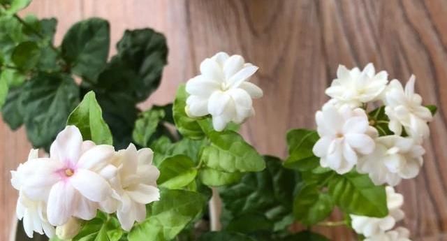 家里阳台别闲着,养上4种花,一年四季,天天有花看,香味飘满屋