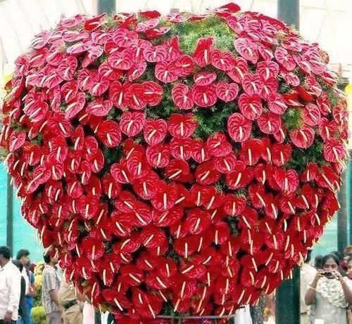 此6种花,给多少钱都不卖!个个都是养花牛人的杰作,价值上万