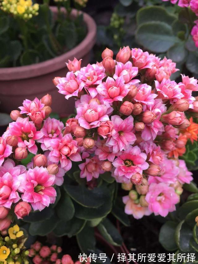长寿花怕“三种水”,避开不烂根,猛窜芽花香浓,高温也开花不断