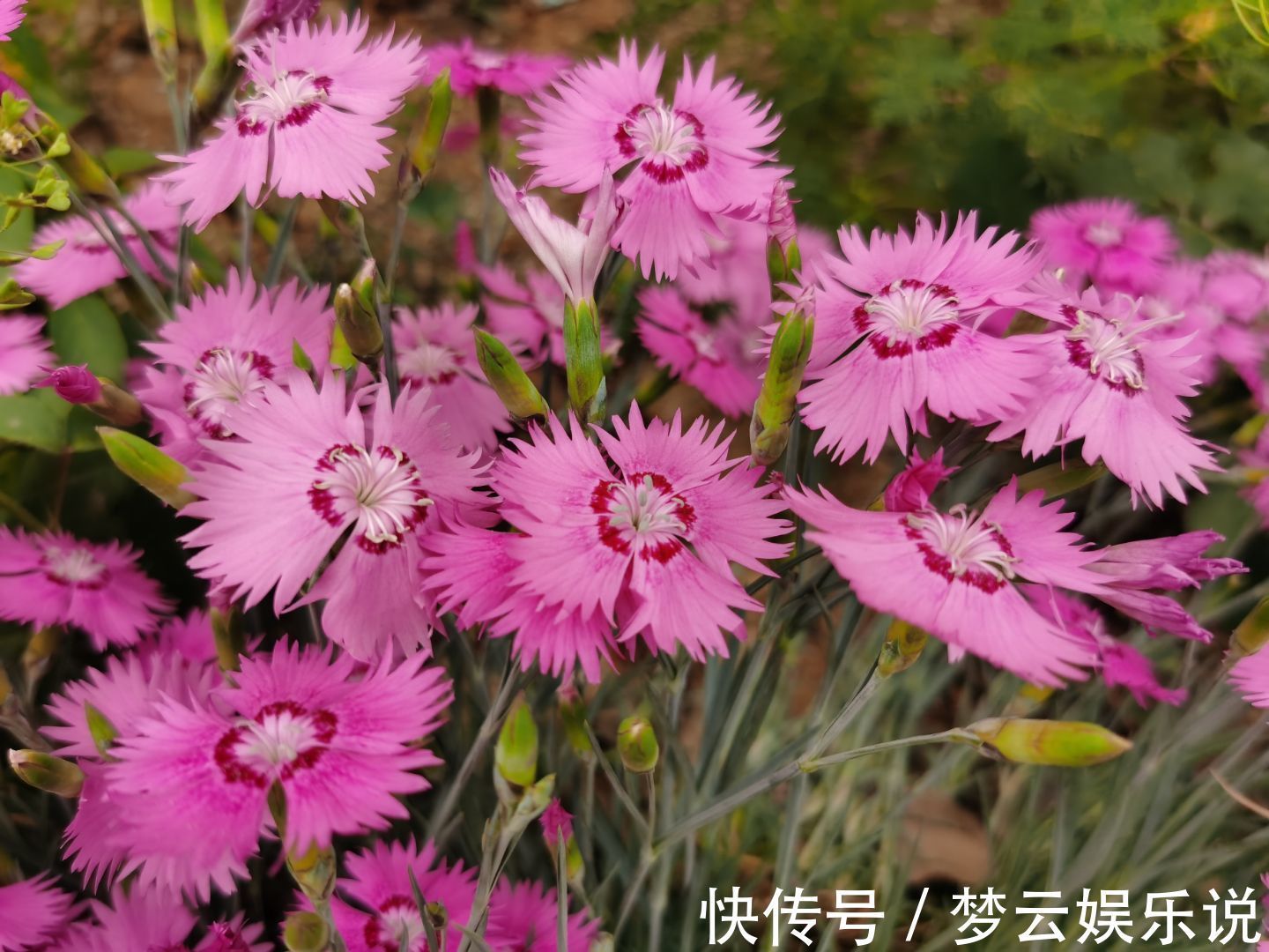 养花|家庭养花3个地方不要摆放花草,如果你家有摆放,请移开