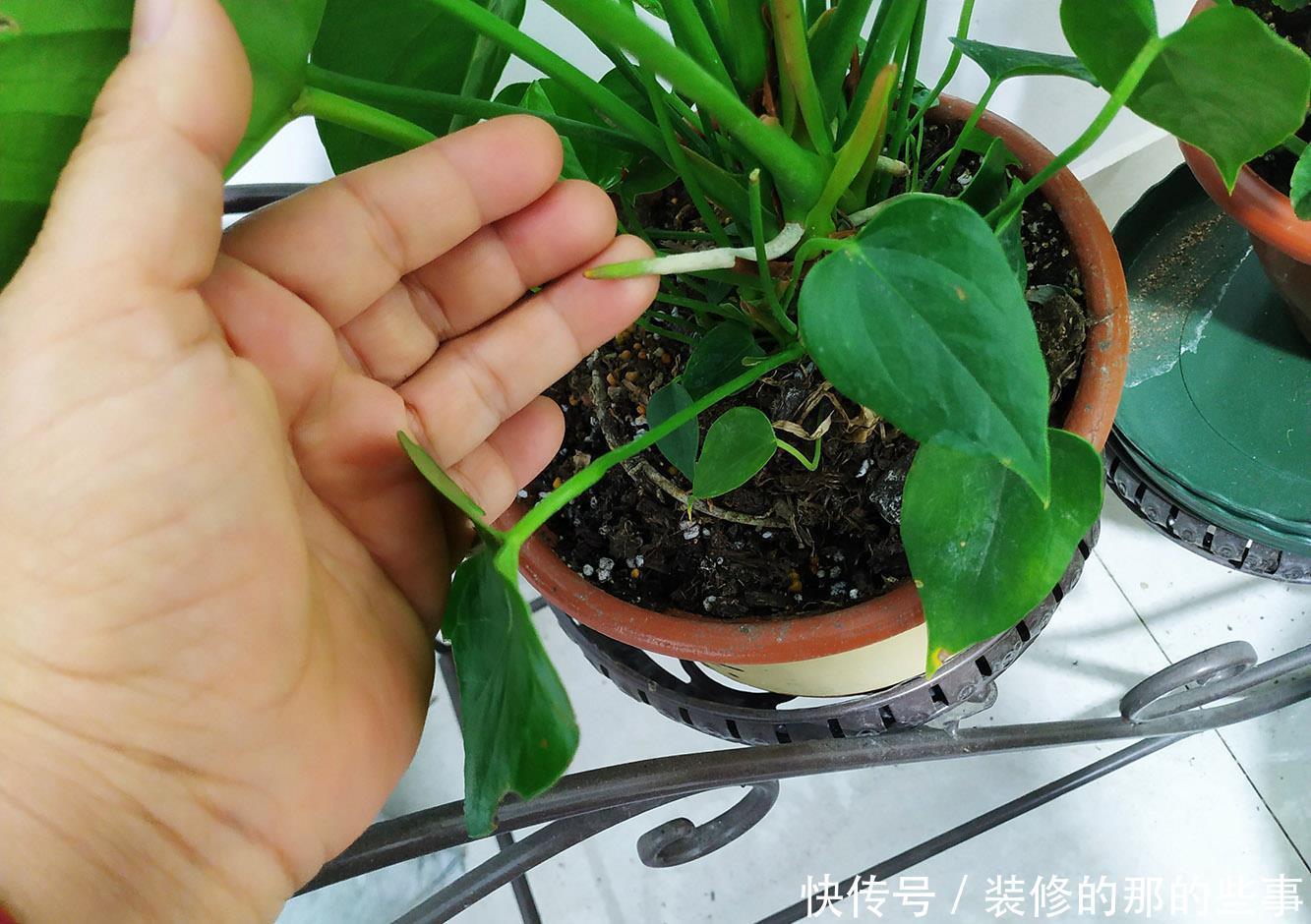 红掌这样养,一年四季开不停,花开巴掌大,叶子油亮像打蜡!