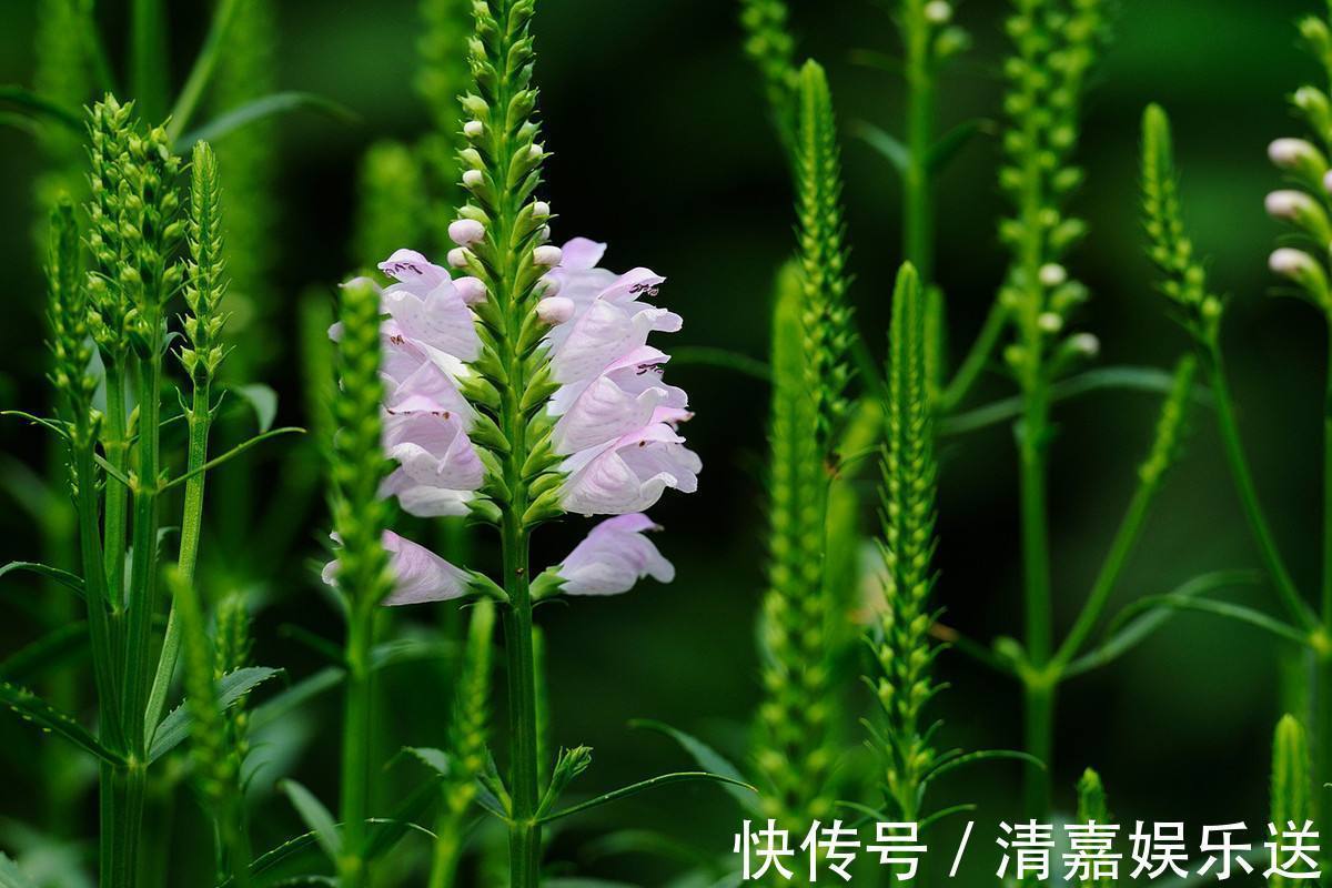 龙头|名字最奇特的花之一,玫红女王假龙头,很多人看到却叫不出名!