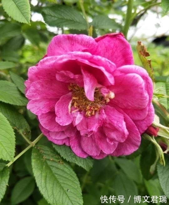 农历9月11日寒露后,养什么花?以下3种花,金玉满堂喜气洋洋