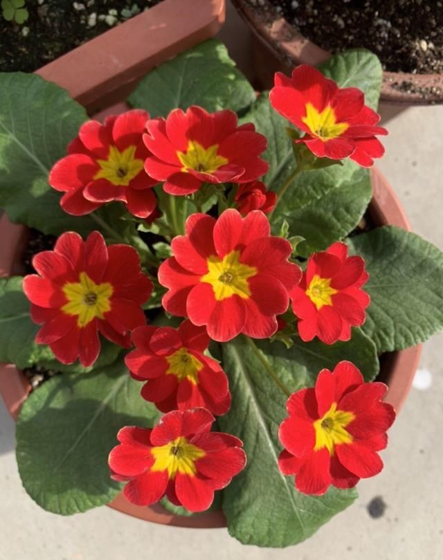 10种过年养的花，花市找不到，谁见了都稀罕