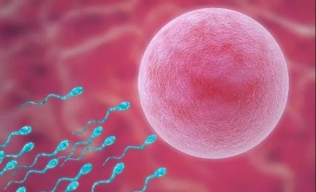 精子|【孕育新生】备孕期间如何提高卵子质量？