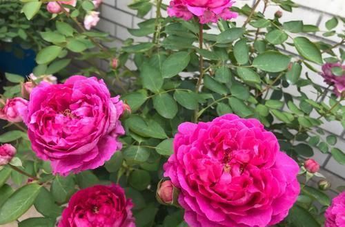 骨粉肥|什么松针土、腐叶土都不如这种土,土壤疏松又肥沃,养啥都爆盆!