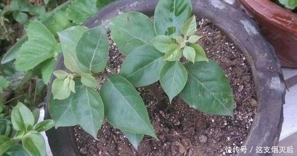 现在扦插此4种花,一周就长芽生根,一棵变多棵,成养花大户了