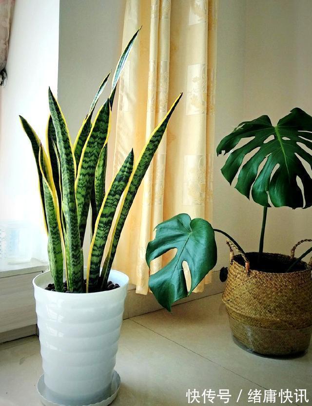 牡丹吊兰|4种花能观赏能“养人”,建议养几盆,好看又利于健康