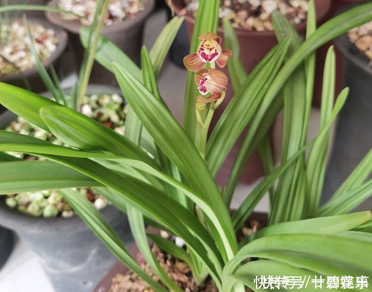 这花公认难养,冬天室内要注意,放外面冻20天,开花多又香