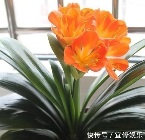 君子兰|君子兰不开花?2种废料埋盆里,花箭蹭蹭冒,开花2个月