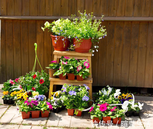 养花15年的经验告诉你,4种水不能用来浇花,科学养好花