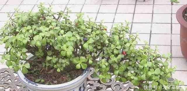 3种“便宜花”这样养一养,一年变“老桩”,开花千朵还“镇宅”