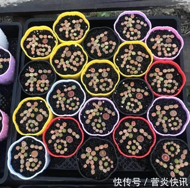 灵感|多肉拼盘玩一次就上瘾,这些创意拼法,你一定喜欢