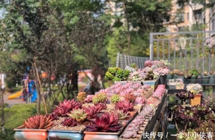 多肉盆栽:强迫症养多肉,必须整整齐齐,一颗也不能乱