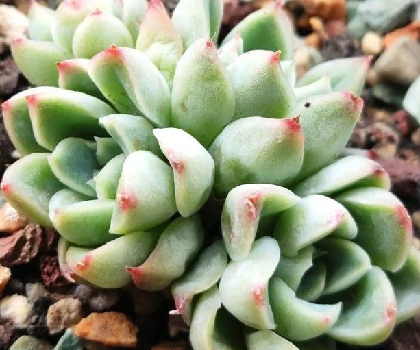 多肉长势差给它喂上“大补肥”，叶片肥又嫩，爆盆不难