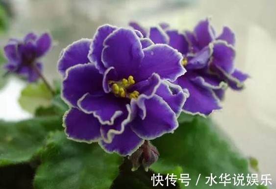 露薇花|新手养花难不妨养在4款花,开花易爆盆,阳台栽几盆,绚丽夺目