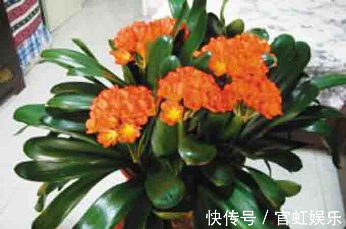 君子兰“健壮”的秘诀,跟着高手学,根系嗖嗖冒,花朵长爆盆