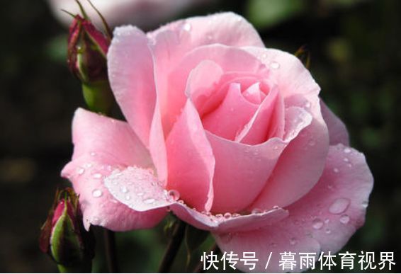 4种漂亮花,好打理易爆盆,花开媲美玫瑰,花朵姿态万千,美