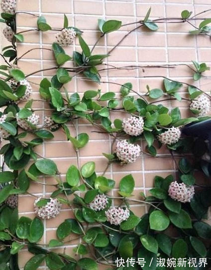 花友|花友养了五六年的“绿萝”终于开花了，美出新高度，原来如此