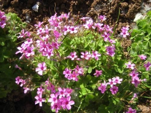 人参|乡下菜园一野草,当猪菜都嫌弃,可不料其根茎被誉为“水晶人参”