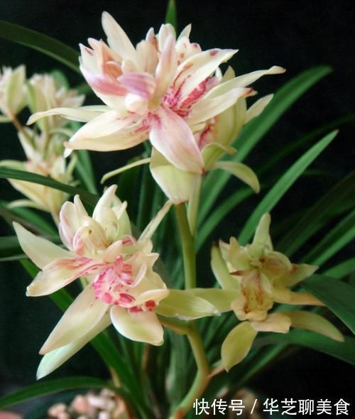 此兰被誉为多瓣奇花经典之首，花中有花，簇拥开放，便宜还好养