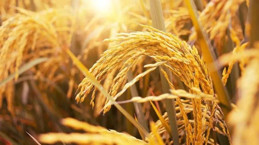 新米#明日秋分：阴阳相半，稻秀齐