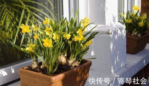 植物|用小苏打养花,竟有这么神奇的功效,让花卉植物长不停!