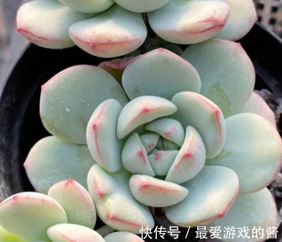 多肉香草比斯怎么养,掌握5点,天冷出状态贼漂亮