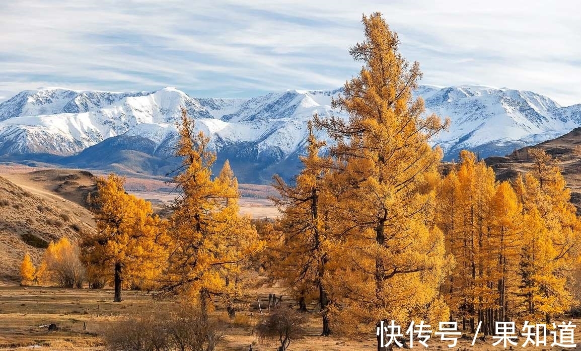 树皮|云旅行：全球这些奇特的树木将给您带来片刻的宁静，一起看看吧！