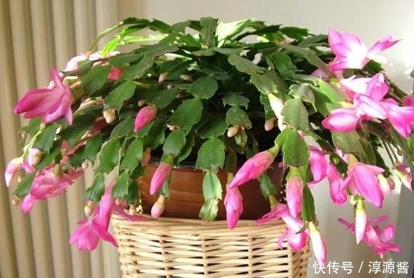 这几种植物在夏季一定不能多浇水!浇水越多死的越快