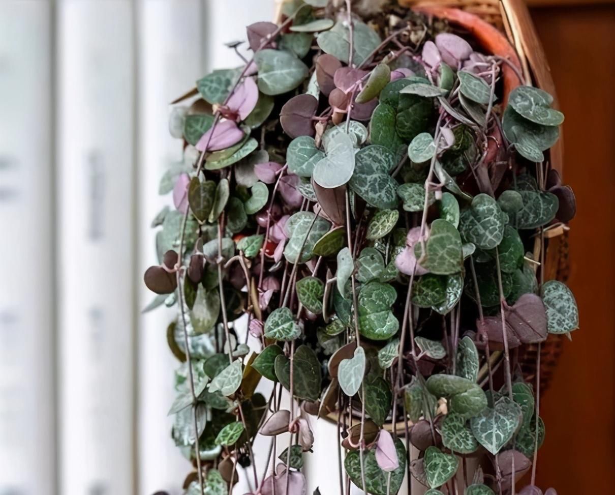 叶子|4种多肉植物不能暴晒，否则晒一盆死一盆