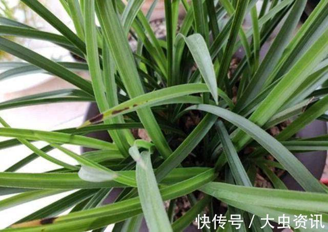 兰花|兰花总“焦尖”怎么办?通过“2点”分析,找到原因才能叶子油绿