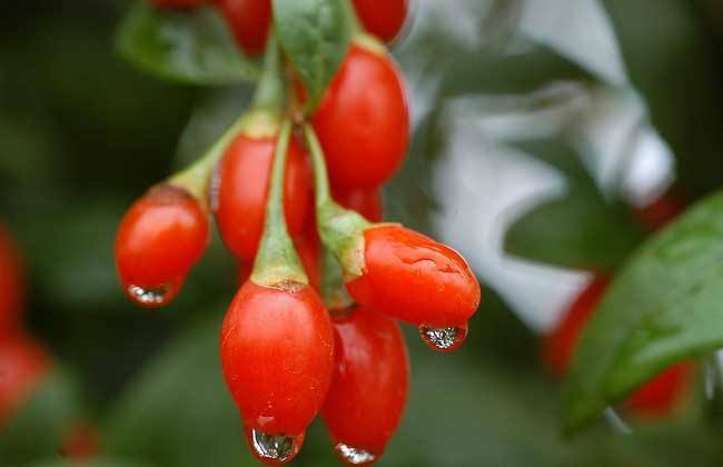 菊花|枸杞和此物一起泡,早晨空腹来一杯,排出湿气,想不瘦都难