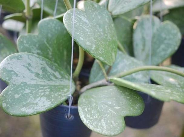 小技巧|盆栽养花小技巧碰到难题别退缩,学会4招就可轻松解决掉