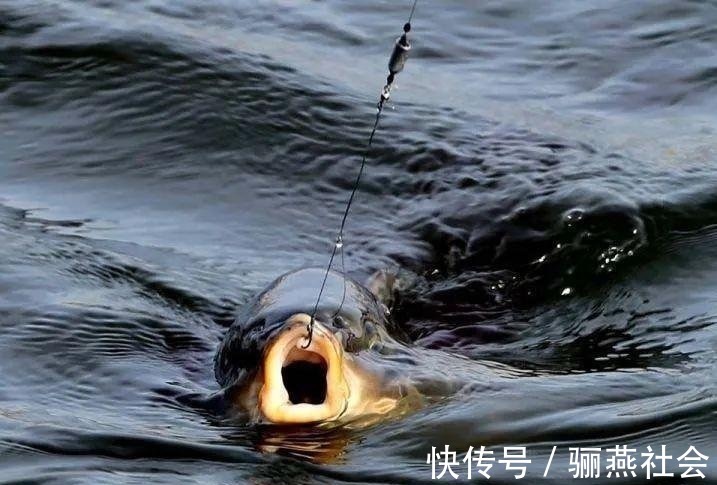 饵料|不给渔具店1分钱,忍痛分享3款自制打窝米,诱鱼效果超强