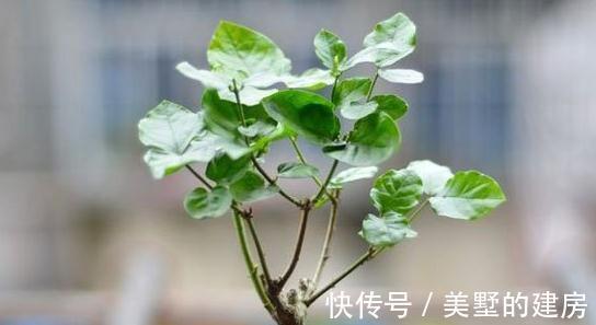 想让茉莉养得好，看完这些就够了