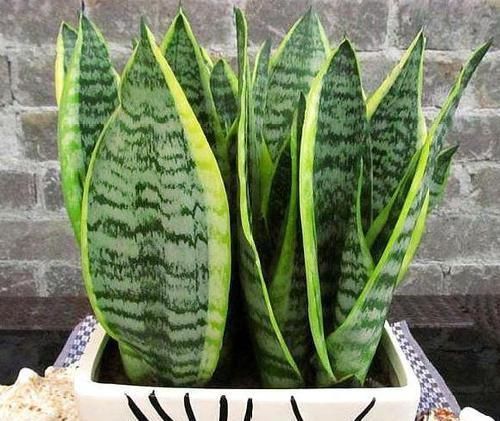 多菌灵|冬天养虎皮兰,盆土长毛咋办?趁早这么干,不然就救不活了