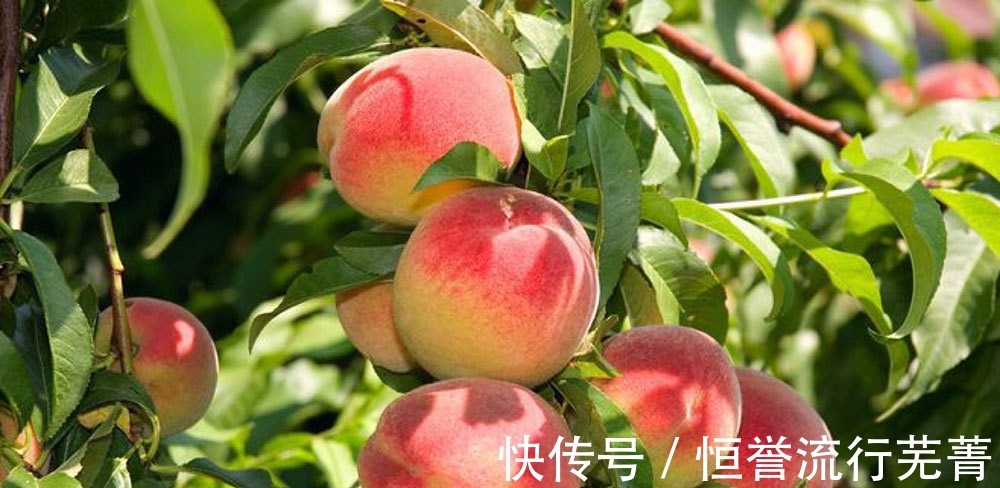 冰箱|才知道，保存桃子，直接放冰箱容易烂，桃农教我1招，放15天不坏！
