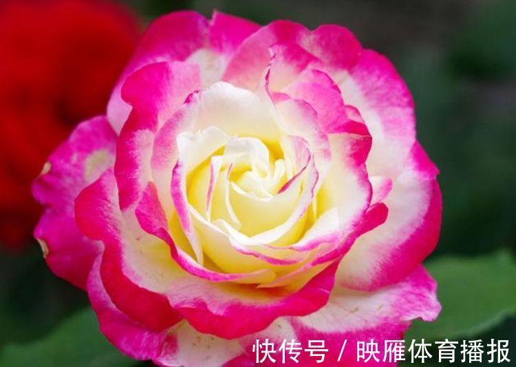 4种花好养易活，旺财又养人，养一盆一年四季都在开！