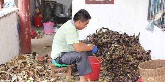 皂角米|深山大树爬满“小蛇”，农民冒险上去捕捉，因内含宝石营养价值高