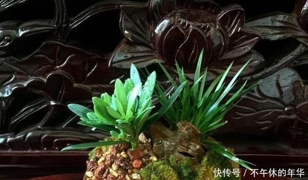 昂贵|养这“昂贵盆景”不花钱,折1根枝“插”土里,15天生根,长势猛