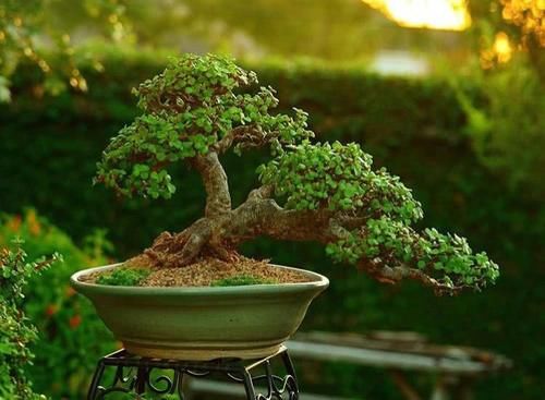 春季如何把多肉养出好状态？方法就在下面4点里，实用还简单