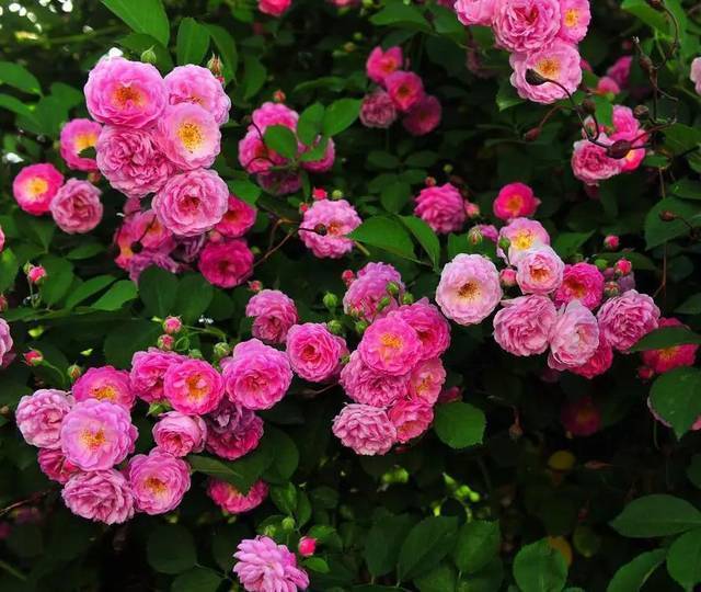 5种“花卉”，最喜欢开花，每种都能花开200天以上，好看又好养