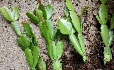 刚上盆的仙人掌可以直接嫁接蟹爪兰吗有什么地方需要格外注意的